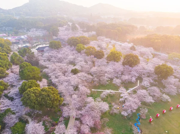 stock image East Lake Cherry Blossom Park, also called Wuhan Moshan Cherry Blossom Park, is a park in the East Lake area of Wuchang District, Wuhan City, Hubei P