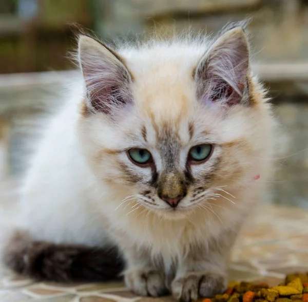 귀엽고 레이드 고양이의 — 스톡 사진