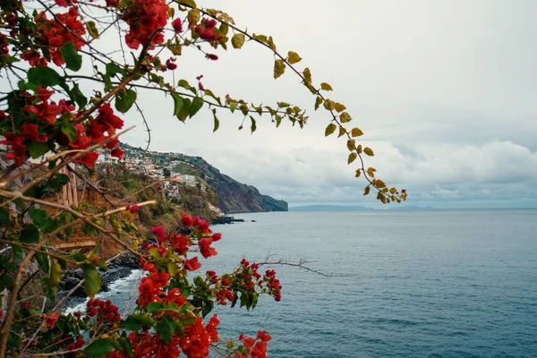 Der Rote Blumenstrauch Der Der Bucht Von Madeira Wächst Portugal — Stockfoto