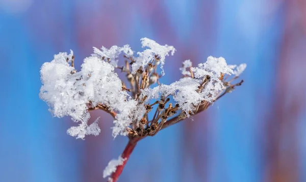 Zbliżenie Ujęcia Rośliny Pokrytej Śniegiem Zamazanym Tłem — Zdjęcie stockowe