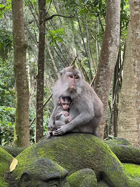 Een Closeup Van Een Moeder Baby Krab Eating Macaque Apen — Stockfoto