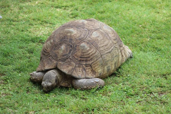 Eine Hochwinkelaufnahme Einer Großen Alten Schildkröte Testudinidae Die Einem Sonnigen — Stockfoto