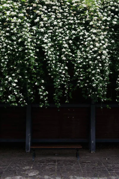 Plano Vertical Flores Blancas Colgando Sobre Banco —  Fotos de Stock