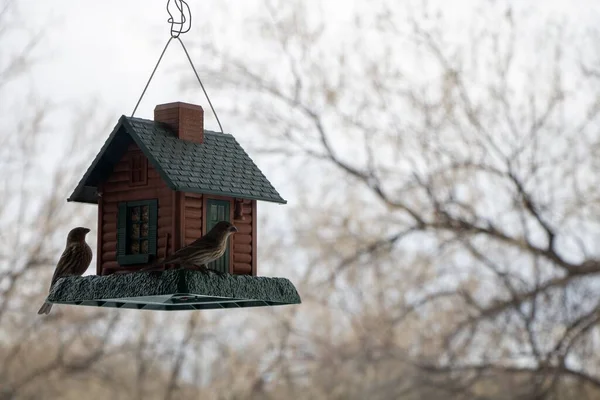 Una Vista Cerca Una Casa Aves Con Dos Pájaros Pequeños — Foto de Stock