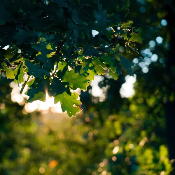 在阳光明媚的森林里 用橡树叶拍摄的特写镜头 — 图库照片