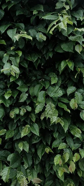 Vertical Leaf Texture Background — Stock Photo, Image