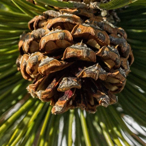 Eine Nahaufnahme Von Tannenzapfen Auf Baum — Stockfoto