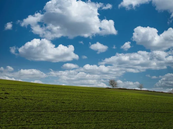 Yeşil Bir Tepe Yapayalnız Bir Ağaç Güzel Bulutlu Bir Gökyüzü — Stok fotoğraf