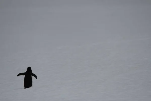 Pingouin Marchant Sur Neige — Photo