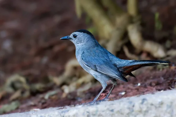 地面に灰色の鳥のクローズアップショット — ストック写真