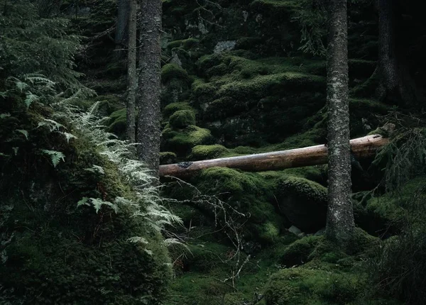 Vacker Bild Frodig Mossig Ljus Grön Skog — Stockfoto