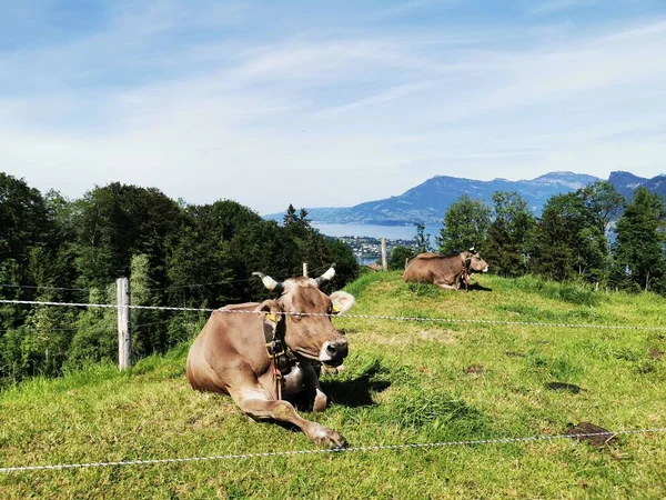 산속의 계곡에 자리잡고 소들의 아름다운 — 스톡 사진