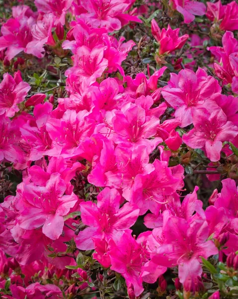 Közeli Rhododendron Bokor Sok Virággal — Stock Fotó