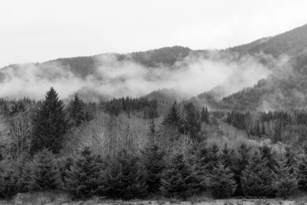 Eine Monochrome Aufnahme Der Bäume Einem Nebligen Tag Olympic National — Stockfoto