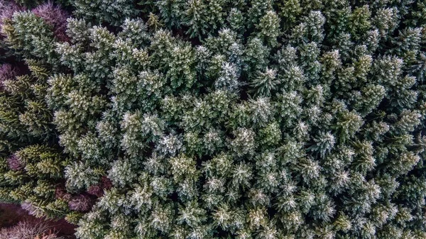 Aerial Shot Trees Covered Snow — Stock Photo, Image