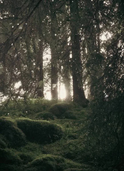 Вертикальний Знімок Сонця Світиться Через Зелені Дерева Пишному Лісі — стокове фото