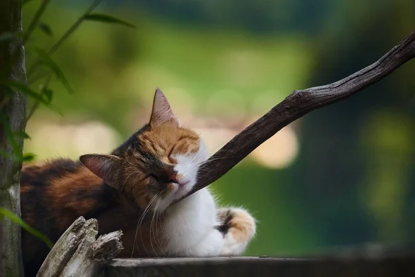 Selektiv Fokusbild Bedårande Katt Som Sover Lutande Trädgren — Stockfoto