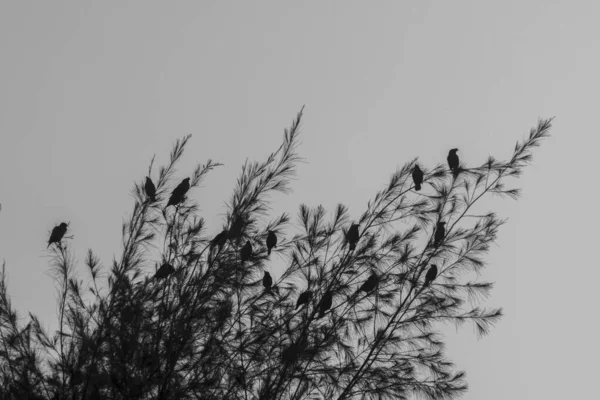 Μια Ασπρόμαυρη Άποψη Των Πουλιών Στο Δέντρο — Φωτογραφία Αρχείου