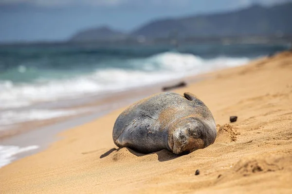 Closeup Hawaiian Monk Seal Neomonachus Schauinslandi Sleeping Sandy Coast — Stock Photo, Image