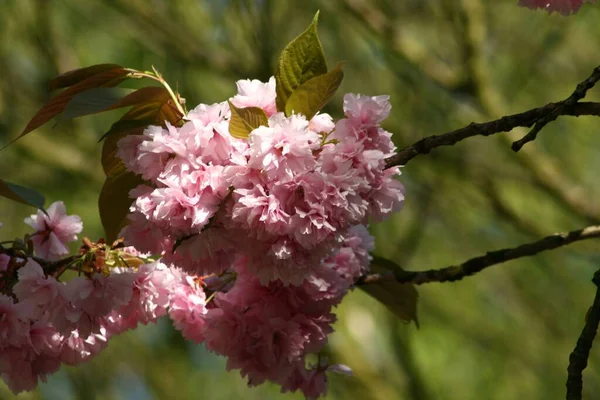 Zbliżenie Kwitnącego Różowego Sakura — Zdjęcie stockowe