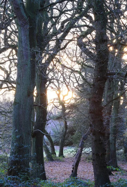 Een Verticaal Schot Van Bomen Sutton Park Birmingham — Stockfoto