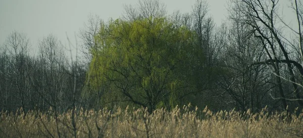Närbild Ett Buskigt Träd Fältet — Stockfoto