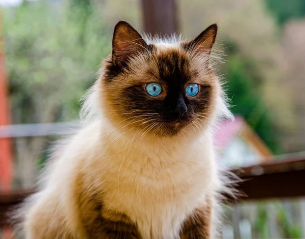 귀여운 고양이를 선별적으로 감싼다 — 스톡 사진