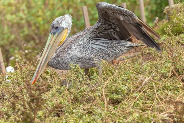 Pelicano Marrom Califórnia Andando Grama Floresta — Fotografia de Stock
