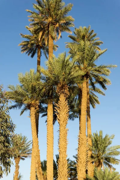 サハラ砂漠の青空に背の高いヤシの木の垂直ショット — ストック写真