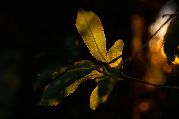 太陽の光で照らされた黄色の葉のクローズアップショット — ストック写真