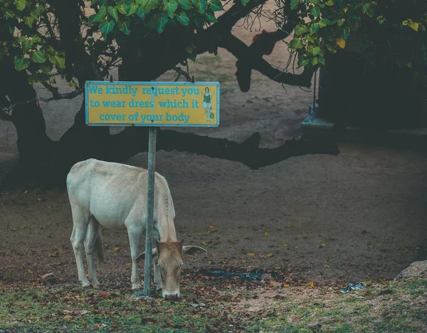 一张特写照片 是泽西的一头牛在一个有一棵树背景的标志附近吃草 — 图库照片