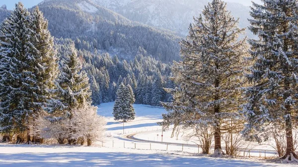 Las Pokryty Śniegiem Zimą — Zdjęcie stockowe