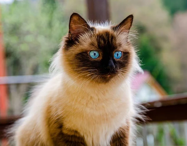 Closeup Adorable Fluffy Siamese Cat Yard Daytime — Stock Photo, Image