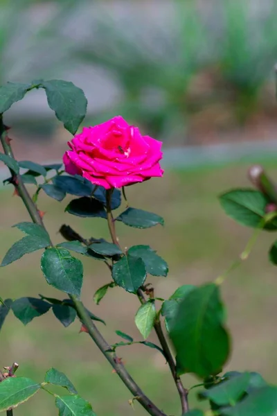 Zbliżenie Różowej Róży Ogrodzie — Zdjęcie stockowe