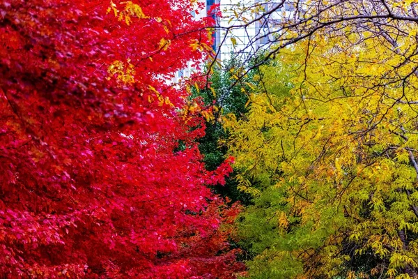 Eine Schöne Aufnahme Von Leuchtend Bunten Büschen Einem Herbstlichen Wald — Stockfoto