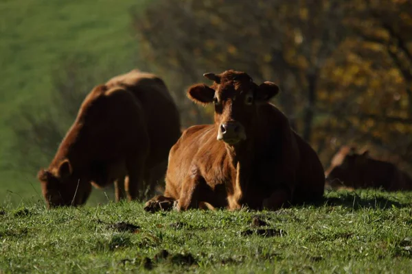 田舎の明るい太陽の下で畑にかわいい茶色の牛の群れ — ストック写真
