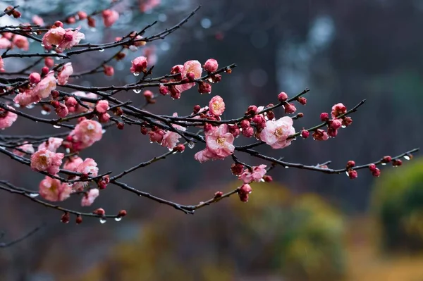Doğu Gölü Erik Bahçesi Çin Erik Çiçeklerinin Tadını Çıkarmak Için — Stok fotoğraf