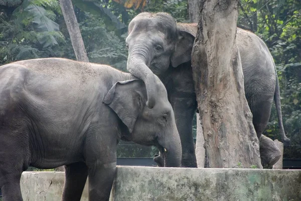 Two Asian Elephants Zoo Alipore Kolkata India — Stock Photo, Image