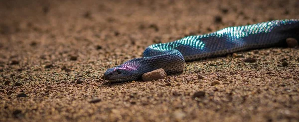Une Image Serpent Coloré Petite Échelle Sur Sol — Photo