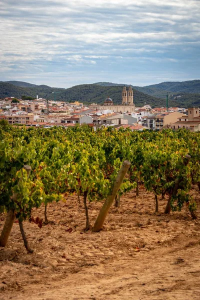 Pionowy Krajobraz Penedes Winnicami Mała Wioska Sant Pere Ribes — Zdjęcie stockowe
