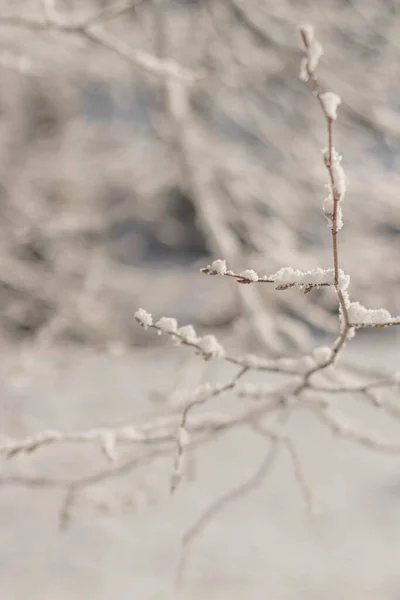 Foco Seletivo Galho Árvore Coberto Neve Inverno — Fotografia de Stock