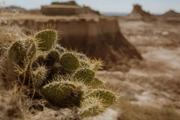 Lovitură Closeup Cactus Înțepat Creștere Deșert Uscat — Fotografie, imagine de stoc