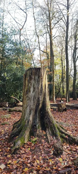 Vieux Tronc Arbre Coupé Dans Forêt Avec Des Feuilles Séchées — Photo