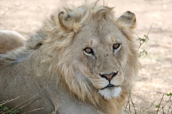 地面に眠っているとカメラを見てアフリカのライオンのクローズアップショット — ストック写真