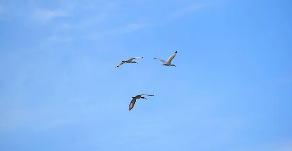 Tre Ibis Uccelli Che Volano Alto Nel Cielo Blu — Foto Stock