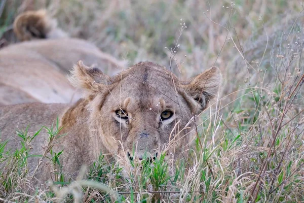 Closeup Shot Lioness Hiding Plants Safari Preparing Hunting — Stock Photo, Image
