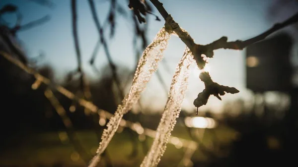 Closeup Icicles Tree Branch Reflecting Sunlight — Stock Photo, Image
