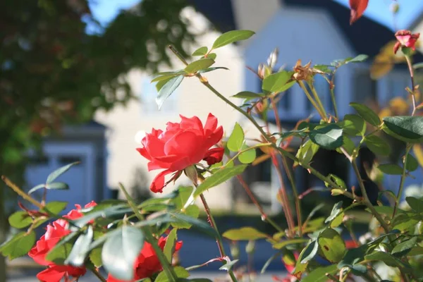 Una Rosa Rossa Giardino Con Sfondo Sfocato — Foto Stock