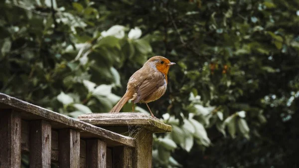 Selective Focus Shot Orange Robin Perched Wooden Fence — Stock Photo, Image
