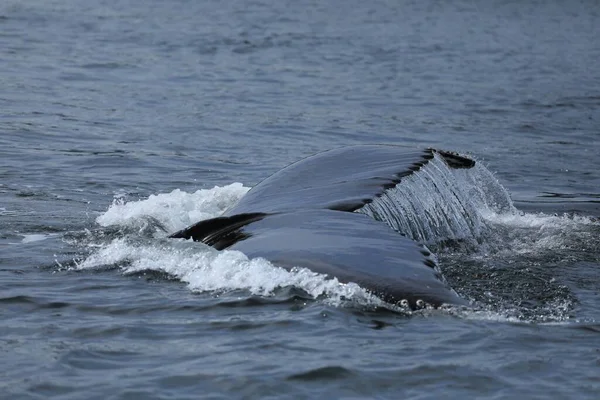 Een Walvis Die Oceaan Zwemt — Stockfoto